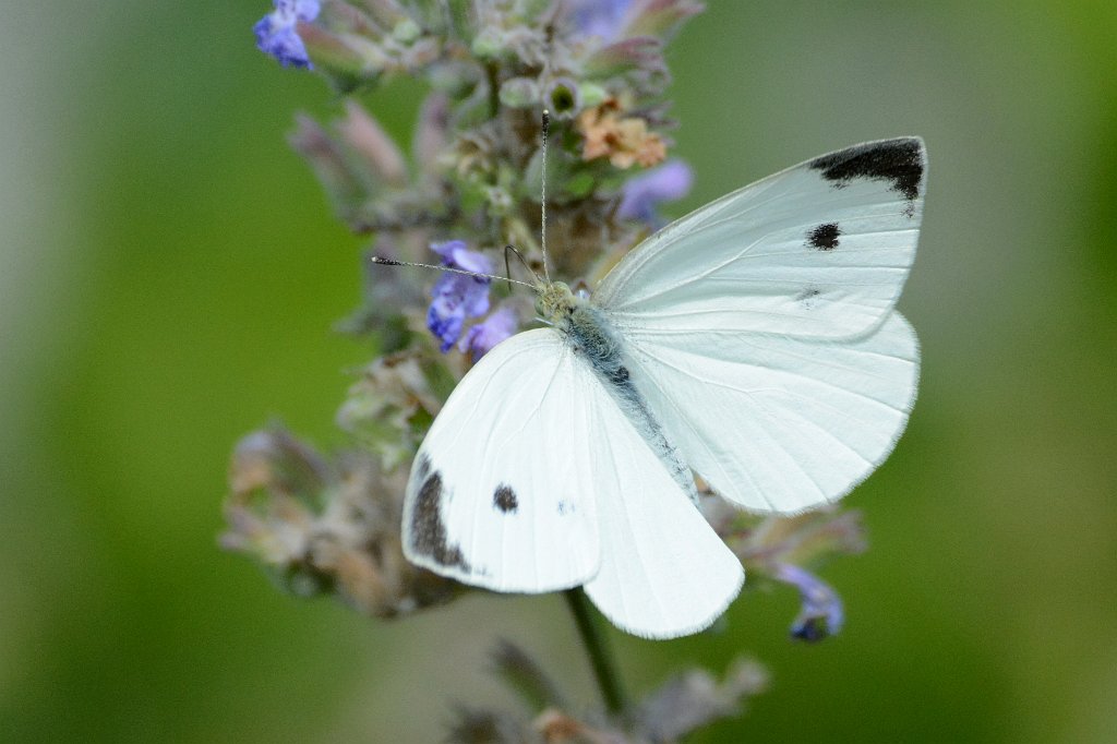 024 2013-07284612 Broad Meadow Brook, MA.JPG - Cabbage White Butterfly (Pieris rapae). Broad Meadow Brook Wildlife Sanctuary, MA, 7-28-2013